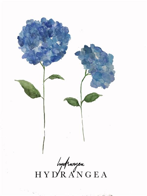  Hydrangea : Un voyage mélodique à travers des pulsations minimalistes et des harmonies aériennes