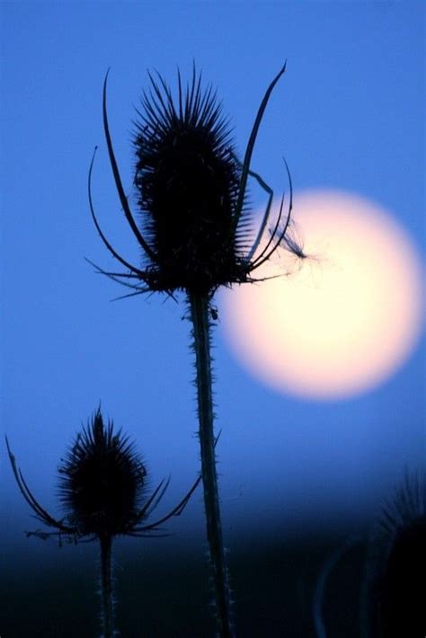  Lueur de Lune Étincelante : Une mélodie apaisante qui danse avec la sérénité