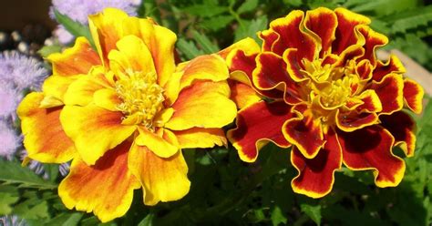 Marigold: Un hymne mélancolique à l'espoir éternel