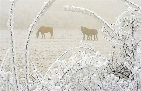 白馬 天気 2週間 ～雲の上のランデブー～